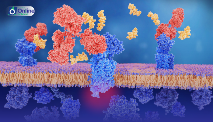 Lesson 19: Description of Negative Control of Gene Expression by Repressor Proteins